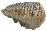 Woolly Mammoth Fossil Molar - Poland #235267-1